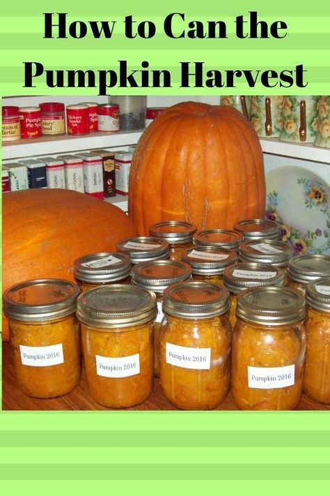 Pumpkins are easy to can and will supply your family with muffins, pies, cakes and scones all year long. Canning Pumpkins, Canning Pumpkin Puree, Sterilizing Canning Jars, Straw Bale Garden, Cooked Pumpkin, Freezing Recipes, Canned Pumpkin Recipes, Pumpkin Cobbler, Ball Blue Book