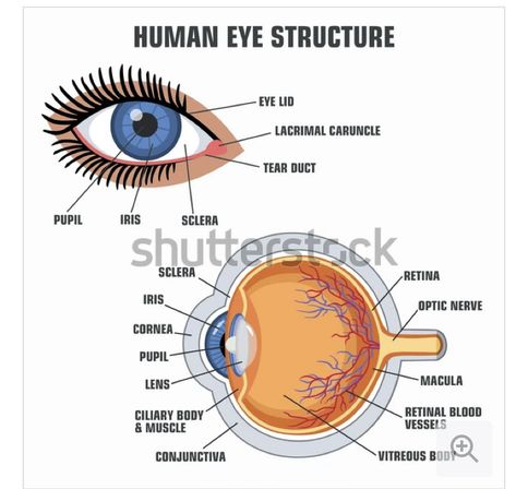 Diagram Of The Eye, Opthalmic Technician, Eye Health Facts, Igcse Biology, Nervous System Anatomy, Surg Tech, Optometry School, Biology Diagrams, Eye Test Chart