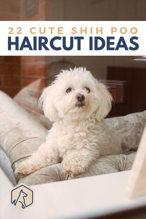 Keep reading to discover 22 cute Shih Poo haircuts and hairstyle ideas! #Shihpoo #Doghairstyles #Doghaircutideas Cute Puppy Haircut, Shih Tzu Poodle Haircuts, Shitzu Poodle Mix Haircuts, Shihpoo Puppies Full Grown, Shipoo Haircut Styles, Poodle Mix Haircut Styles, Shih Poo Haircuts Teddy Bears, Shih Poo Grooming Styles, Dog Haircuts Shitzu