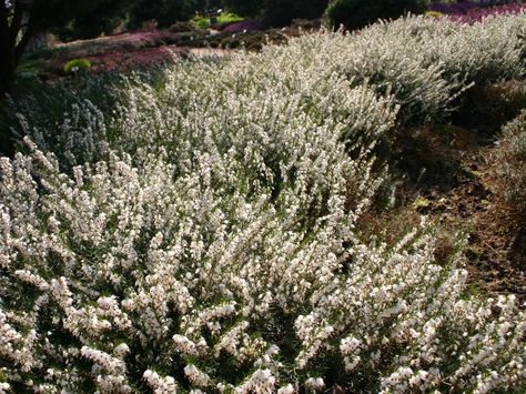 Erica x darleyensis "White perfection"; white flowers, quite long ears, from december to april, vivid green foliage, 40cm ; "Alba" flowers sooner, from october to may Erica Darleyensis, Angus Scotland, Thymus Serpyllum, Backyard Goals, Castle Scotland, Scotland Castles, White Heather, Scotland Uk, Calm Before The Storm