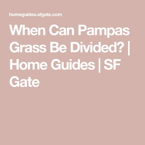 When Can Pampas Grass Be Divided? | Home Guides | SF Gate Drought Tolerant, Pampas Grass, Gate, Divider, Canning