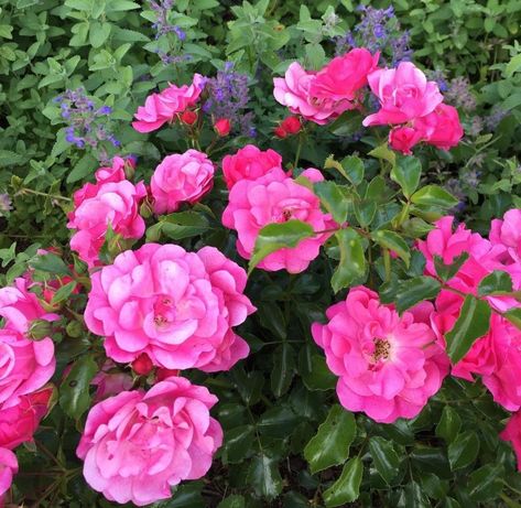 Flower Carpet Rose Flower Carpet Roses, Carpet Roses Landscapes, Groundcover Roses, Carpet Roses, Should I Do It, Ground Cover Roses, Flower Carpet, Knockout Roses, Phase 4