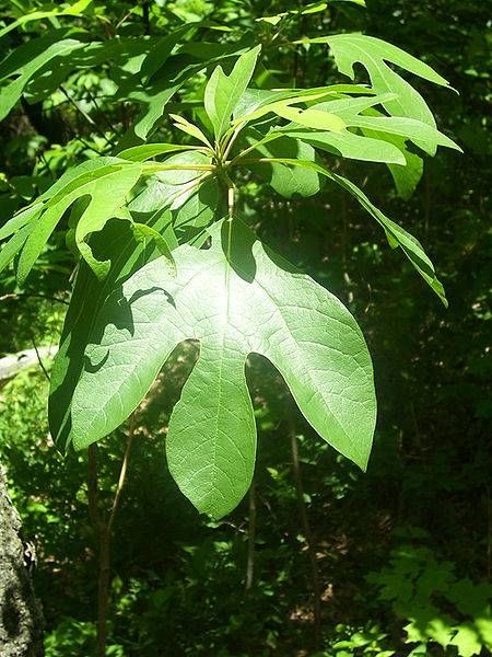 Chinese Nutrition, Sassafras Root, Sassafras Tea, Sassafras Tree, Perfume Versace, Tree Seedlings, Forest Habitat, Chinese Herbs, Tea Benefits