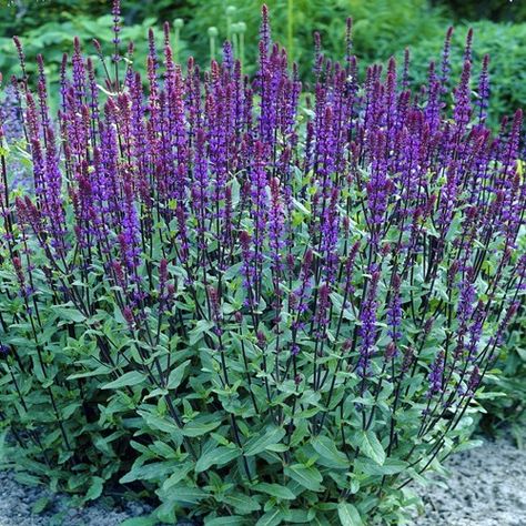 Salvia Garden, Salvia Nemorosa, Rockery Garden, Front Flower Beds, Organic Compost, Most Beautiful Gardens, Mediterranean Garden, Garden Care, Perennial Garden