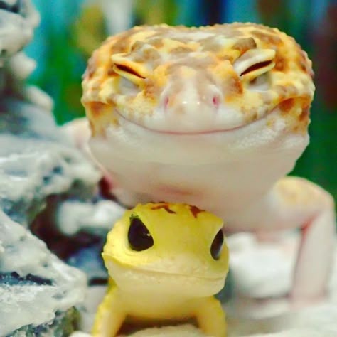 Leopard Gecko Cute, Cute Gecko, Cute Lizard, Cute Reptiles, Leopard Gecko, Reptiles And Amphibians, Cute Animal Photos, Cute Animal Pictures, Cute Creatures