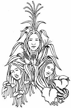 three sisters - image and story Three Sisters Planting, Native American Art Projects, Harvest Garden, Indigenous Studies, Indigenous Education, Native American Legends, Navajo Art, The Three Sisters, Native Foods