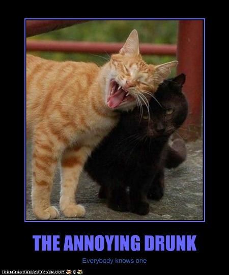 Priceless. I love laughing and this cracks me up. Everyone has a friend like this, do we not? hehe. Two Cats, Silly Cats, Zulu, Cats Meow, Funny Animal Pictures, Maine Coon, Infj, Crazy Cat Lady, 귀여운 동물