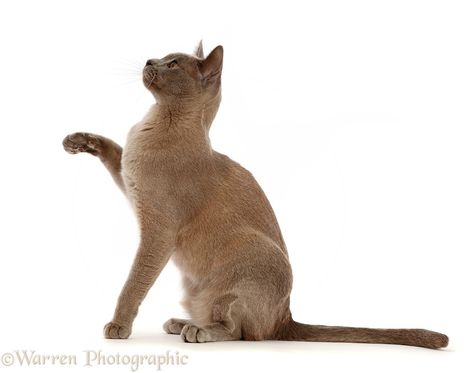 Photograph of Blue Burmese cat sitting and pointing. Rights managed white background image. Cat Sitting Looking Up, Cat Sitting Side View, Cat Sitting Reference, Cozy Window, Cats Png, Real Background, Cat Poses, Cat References, Burmese Cat