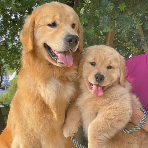 Who Owns a Golden Retriever he is lucky. #dos #goldenlovers #retriverslovers #pets #animals #goldenlife #doglife #dogtoysofinstagram Long Hair Golden Retriever, Indian Long Hair Braid, Rosé Dog, Golden Retriever Puppies, Golden Life, A Golden Retriever, Retriever Puppies, Hair Braid, Lucca