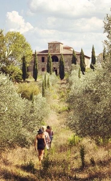 Toscane Tuscany Landscape, Toscana Italia, Olive Grove, Under The Tuscan Sun, Tuscan Villa, Places In Italy, Italian Villa, Olive Trees, Tuscany Italy