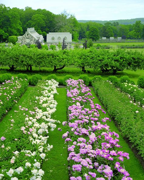 Martha Stewart Home, Garden Nails, Perfect Dinner Party, Beautiful Farm, Westchester County, Design Garden, Garden Layout, Edible Flowers, Flower Farm