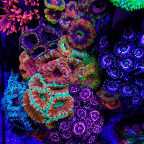 Acan Coral, Reef Aquascaping, Pokemon Decal, Coral Aquarium, Coral Reef Aquarium, Saltwater Fish Tanks, Marine Tank, Aquascape Aquarium, Coral Tank