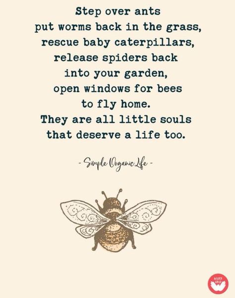 Step over ants Put worms back in the grass, Rescue baby caterpillars Release spiders back into your garden, Open windows For bees to fly home. They are all little souls That deserve a life too. Animal Activism, Vegan Quotes, Animal Advocacy, Simple Organic, Garden Quotes, Vegan Animals, Open Window, Vegan Life, Spiritual Awakening