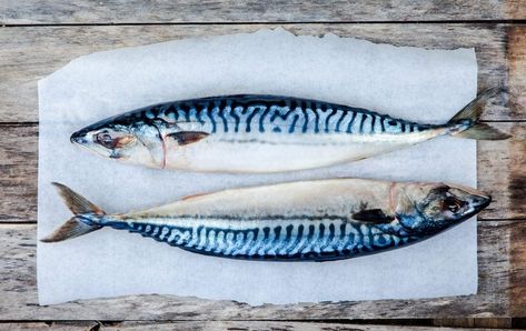 Atlantic Mackerel, Mackerel Fish, Saint Lawrence, Fishing Vessel, Fish Stock, Small Fish, Beautiful Fish, Food To Go, Driftwood Art