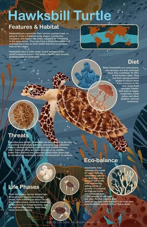 Zoology Aesthetic Notes, Oceanography Marine Biology, Hawksbill Sea Turtle, Animal Infographic, Biology Poster, Sea Turtle Pictures, Biology Notes, Marine Biologist, Oceanography