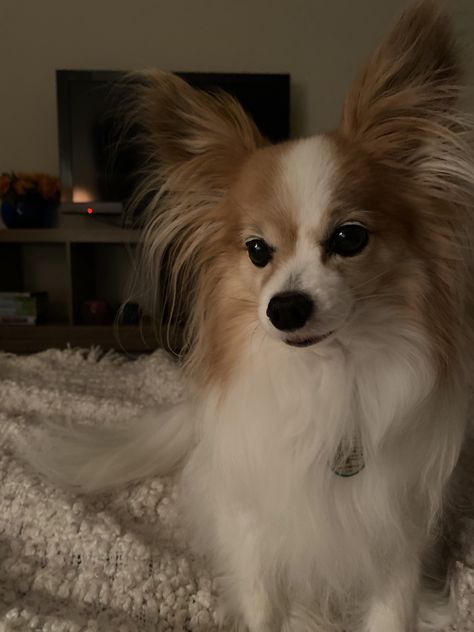 Papillion Dog Aesthetic, Papillon Dog Aesthetic, Tallulah Core, Papillion Puppies, Everybody Wants You, Puppy Fever, Cute Teacup Puppies, Dog Aesthetic, Papillon Dog