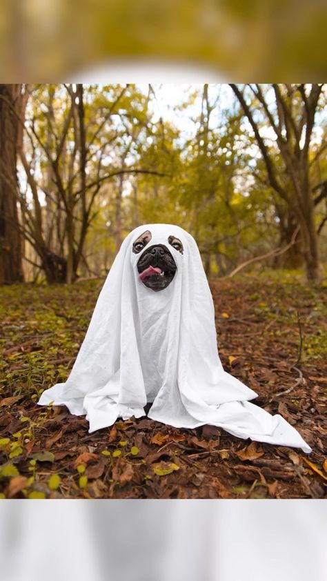 itsdougthepug on Instagram: I tried the ghost photoshoot trend 👻 Pumpkin Head Photoshoot With Dog, Dog Ghost Photoshoot, Dog Halloween Photoshoot, Ghost Photoshoot Ideas, Thanksgiving Photoshoot Ideas, Ghost Photoshoot, Dog Ghost Costume, Fall Dog Photos, Cute Dog Halloween Costumes