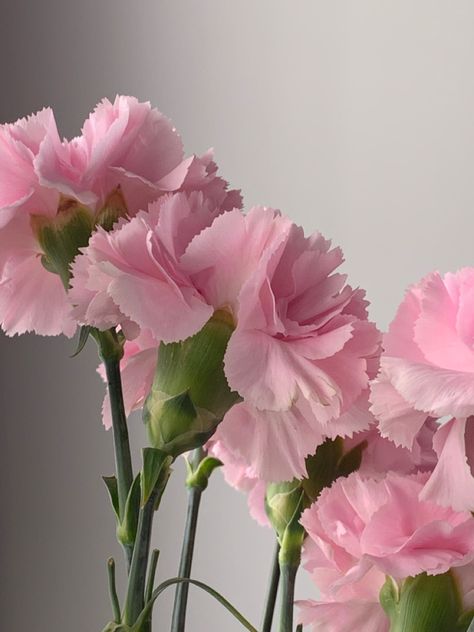 Types Of Aesthetics, Carnation Flower, Aesthetic Inspiration, Pink Flowers, Twins, Pure Products, Plants, Flowers, Pink