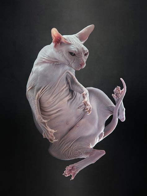 Quantum Electrodynamics, Kittens Care, Gato Sphynx, Cute Hairless Cat, Cat Love Quotes, Sphynx Cats, Sphinx Cat, Kitten Care, Super Cat