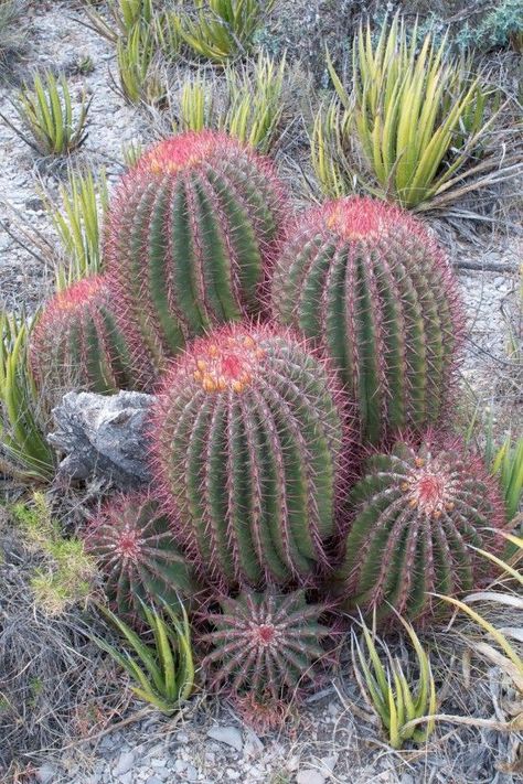 Fire Barrel, Cactus Gardens, Barrel Cactus, Desert Living, Desert Flowers, Desert Garden, Unusual Flowers, Cactus Flowers, Agaves