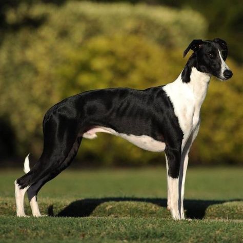 Digger is so handsome. You have to see how awesome he is! Read his story on Spoiled Hounds. #pets #dogs #whippet #sighthound Black Whippet, Blue Whippet, Fit Dogs, The Servant, Sight Hounds, Hound Breeds, Whippet Dog, Dogs Breeds, Grey Hound Dog