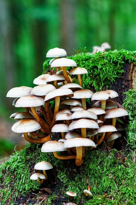 Log With Mushrooms, Log Drawing, Mushrooms On A Log, Mossy Log, Mushrooms On Log, Forest Floor Mushrooms, Mushroom Refrences Photos, Underground Mushroom Forest, Fungi On Trees