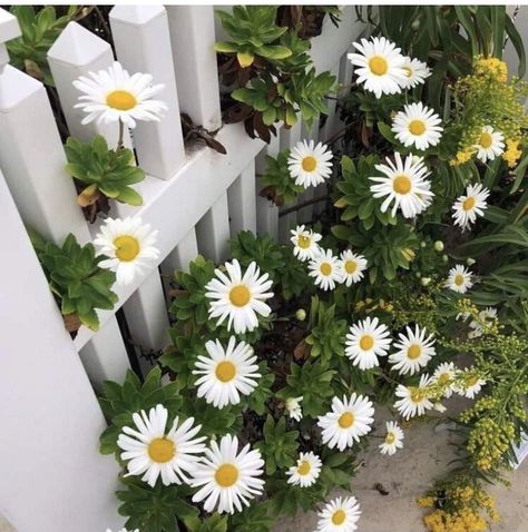 Carlsbad Flower Fields, Spring Scenery, Daisy Field, Vintage Flowers Wallpaper, Flower Icons, Sunset Wallpaper, Chamomile Flowers, Nature Art Painting, Picket Fence