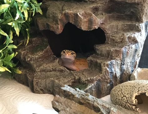 Leopard gecko enclosure upgrade Gecko Cage Ideas, Lepord Gecko Enclosure, Leapord Gecko Habitat Ideas, Cute Leopard Gecko Tank Ideas, Leopard Gecko Enclosure Ideas, Leopard Gecko Tank Ideas, Leopard Gecko Terrarium Ideas, Gecko Enclosure Ideas, Leopard Gecko Cage