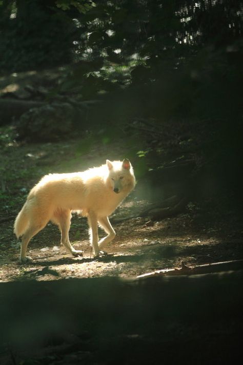 No fear. White Dog, White Wolf, Walking, Trees, Forest, Black And White, White, Black