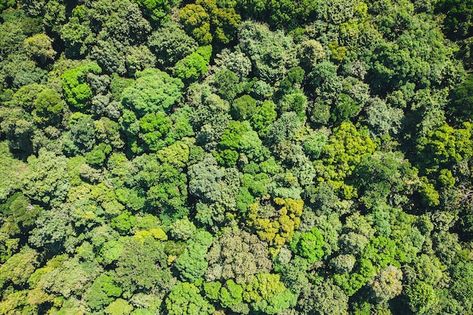 Aerial top view forest, texture of fores... | Premium Photo #Freepik #photo #tropical-forest #forest-texture #tropical-rainforest #jungle Forest Texture, Tropical Top, View From Above, Forest View, Top View, Map Art, Premium Photo, 1 Million, Background Design