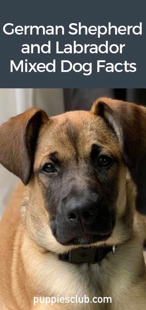 German-Shepherd-And-Labrador-Mixed-Dog-Facts Shepherd Mix Puppies, Lab Mix Puppies, Labrador Mix, Hybrid Dogs, Cute Puppy Videos, Dog Facts, Teacup Puppies, Labrador Dog, Puppy Care