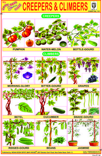 Creepers And Climbers Chart, Climbers Plants Drawing, Types Of Plants For Kids Chart, Types Of Plants For Kids, Climbers Plants, Spice Chart, Vegetable Chart, Science Chart, Creepers Plants