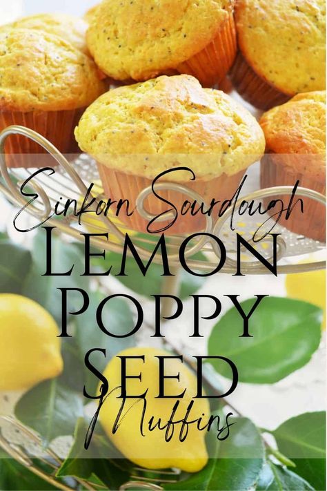 Poppy Muffins, Sourdough Einkorn, Lemon Poppy Muffins, Poppy Seed Muffin, Einkorn Sourdough, Poppy Seed Muffin Recipe, Sourdough Breakfast, Lemon Poppy Seed Muffins Recipe, Einkorn Bread