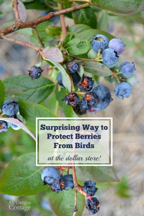 How to Scare Birds Away From Berries Naturally {Using Dollar Items} | An Oregon Cottage Oregon Cottage, Blueberry Gardening, Growing Blueberries, Berry Garden, Blueberry Plant, Fruit Bushes, Berry Bushes, Blueberry Bushes, Garden Pest Control