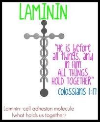 Laminin- the glue that holds us all together <3 Laminin Tattoo, Colossians 1 17, Sermon Ideas, Soli Deo Gloria, Healing Scripture, Jesus Is Lord, Eternal Life, A Cross, God Jesus