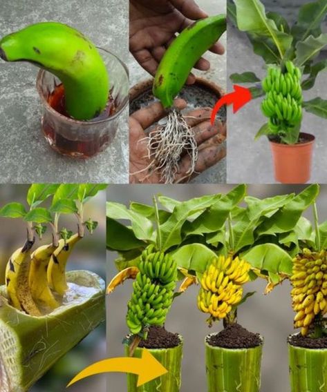 Banana Tree From Banana, Grow Banana Tree, Garden Homes, How To Grow Bananas, Growing Mushrooms At Home, Vegetable Garden Diy, Banana Fruit, Growing Gardens, Banana Tree