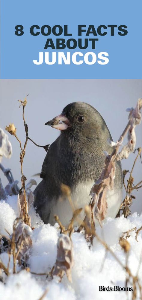 Dark Eyed Junco Bird, Birding Aesthetic, Wild Birds Backyards, Junco Bird, Michigan Birds, Dark Eyed Junco, Caged Bird Feeders, Ohio Birds, Backyard Birds Watching