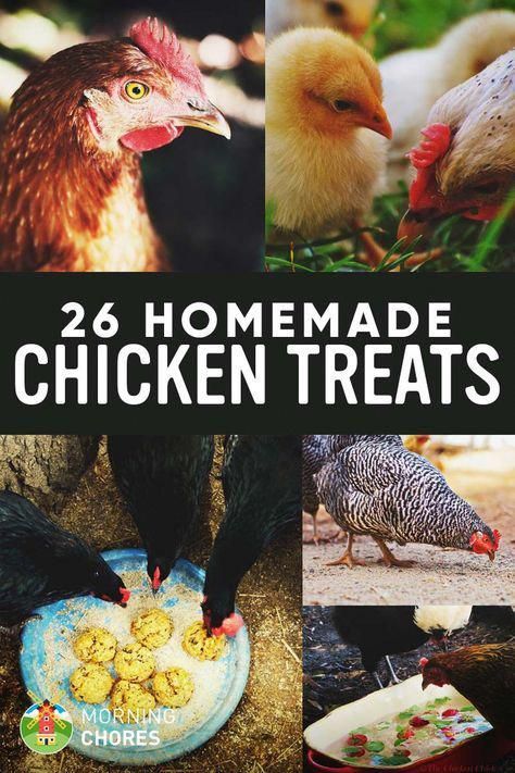 26 Homemade Healthy Chicken Treats Recipes Your Chickens Will Love #raisingchickens Homemade Chicken Treats, Urban Chicken Farming, Portable Chicken Coop, Urban Chickens, Backyard Chicken Farming, Chicken Treats, Best Chicken Coop, Raising Backyard Chickens, Keeping Chickens