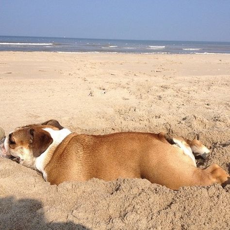 ♥ Beach Babe ♥  Posted on Baggy Bulldogs Baggy Bulldogs, Daisy Dog, Bulldog Pics, Cute Bulldogs, English Bulldog Puppies, British Bulldog, Animal Antics, Bull Mastiff, Dog Rules