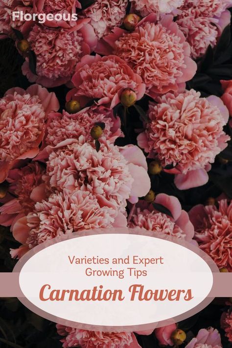 Dive into the world of carnation flowers with our guide on types and essential care tips. Elevate your garden with the vibrant beauty of carnations. Discover diverse varieties and learn how to grow and care for these blooms with expert insights. Our comprehensive guide equips you with the knowledge to nurture stunning carnations, from planting to maintenance. Elevate your gardening game and cultivate a colorful oasis with these captivating flowers. Growing Carnations, Carnation Plants, Flowers Types, Carnation Flowers, Plant Growing, Growing Tips, Landscape Designs, Carnation Flower, Herbaceous Perennials