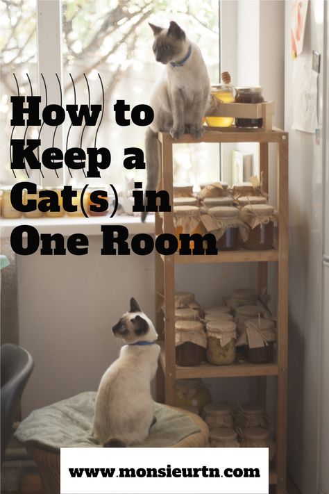 Space For Cats Ideas, Bedroom With Cats Ideas, Cat Rooms Indoor Small Space, Cat Cage Decoration Ideas, Home Office And Cat Room, Cat Closet Room Ideas, Cat Proof Bedroom, Cat Area Ideas Indoor, Cats In Dorm Rooms