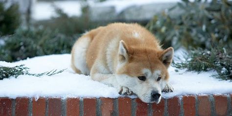 hachiko esperando a su amo richard gere en la pelicula siempre a tu lado Hachiko Dog, Hachiko A Dog's Story, Hachi A Dogs Tale, A Dog's Tale, Japanese Akita, Akita Puppies, Akita Dog, Loyal Dogs, Dog Stories