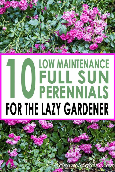 GREAT list of full sun perennials that are perfect for flower beds in a front yard or backyard garden. #fromhousetohome #perennials #gardeningtips #gardenideas #lowmaintenancegarden #sunperennials #summerinspiration Full Sun Garden, Full Sun Perennials, Easy Plants To Grow, Full Sun Plants, Sun Perennials, Sun Garden, Sun Plants, Low Maintenance Garden, Low Maintenance Plants