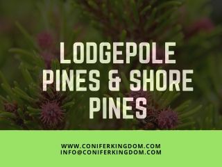 Reasons for Choosing Lodgepole Pines Shore Pine Tree, Lodgepole Pine Tree, Lodgepole Pine, Landscape Designs, Evergreen Trees, Pine Tree, Powerpoint Presentation, Beautiful Landscapes, Landscape Design