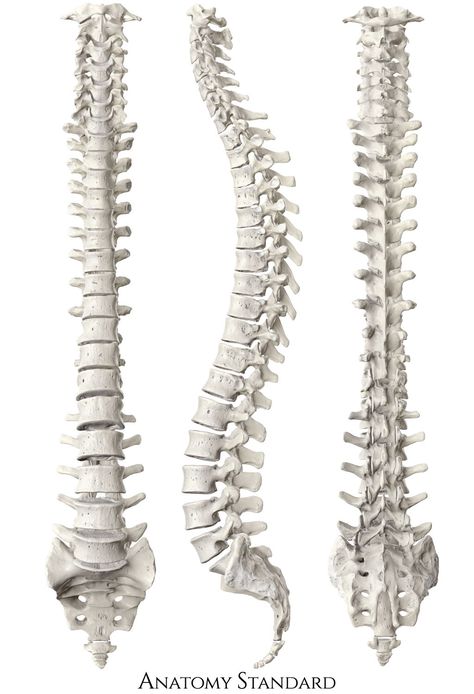 Spine Bones Anatomy, Spine Art Reference, Diy Spine Model, Human Spine Anatomy, Human Spine Drawing, Spine Side View, Spine Reference, Spine Sculpture, Human Vertebrae