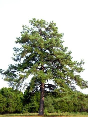 10 Oldest Kinds of Trees in South Carolina - Oldest.org Loblolly Pine, Sassafras Tree, Tupelo Tree, Kingdom Plantae, Tree Seedlings, Pine Leaf, Outside Lands, Southern Yellow Pine, Street Trees