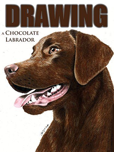 Clip: Drawing a Chocolate Labrador [OV] #Drawing, #Clip, #Chocolate, #OV Clip Drawing, Pencil Drawing Pictures, Labrador Retriever Art, Chocolate Labrador Retriever, Drawing Heads, Chocolate Labrador, Chocolate Lab, Colored Pencil Drawing, Time Lapse Video