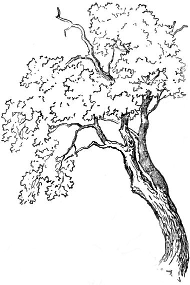 How to Draw Trees and Oak Trees with Simple Steps Tutorial - How to Draw Step by Step Drawing Tutorials Tree Meditation, How To Draw Trees, Oak Tree Drawings, Draw Trees, Learning Drawing, Tree Drawings, Drawing Nature, Draw Step By Step, Tree Drawings Pencil