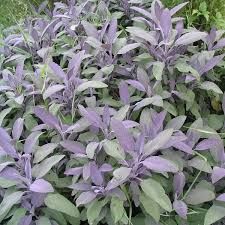 Salvia officinalis 'Purpurascens', Purple Sage - uploaded by @ellen.harries Purple Salvia, Salvia Officinalis, Sage Plant, Newbury Park, Purple Sage, Garden Shrubs, Mediterranean Garden, Landscape Plans, Healing Herbs