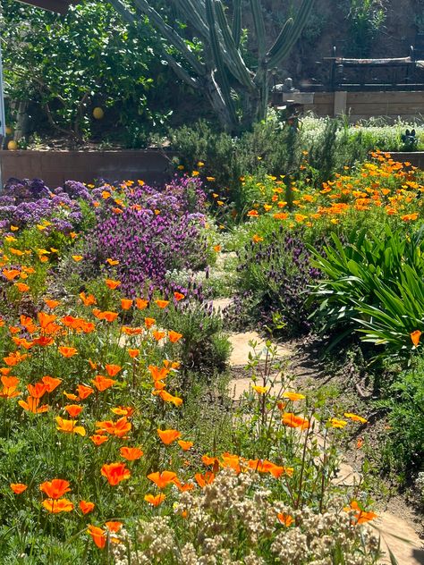 Gardening in Altadena Meadows - FineGardening California Meadow Garden, Texas Meadow Garden, Creating A Meadow Garden, Desert Wildflower Garden, Orchard Meadow Garden, California Landscaping, California Native Garden, California Wildflowers, Poppy Garden